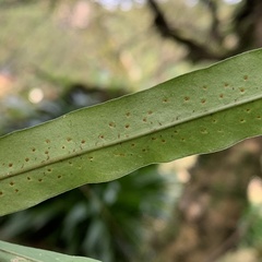 Polypodiaceae