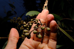Eucalyptus obliqua