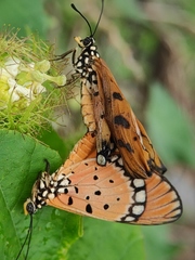 Acraea terpsicore