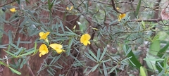 Pultenaea flexilis