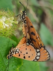 Acraea terpsicore