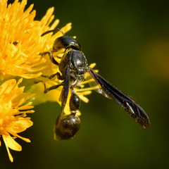 Zethus spinipes spinipes