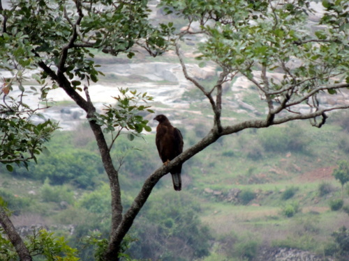 Pernis ptilorhynchus