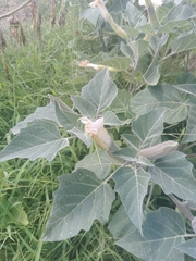 Datura innoxia