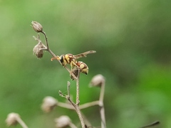 Antepipona