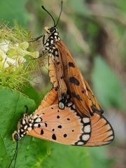 Acraea terpsicore