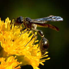 Zethus spinipes spinipes