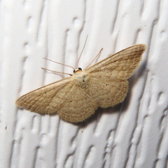 Scopula