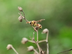 Antepipona