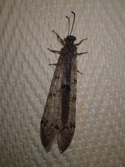 Distoleon tetragrammicus