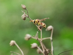 Antepipona