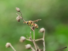 Antepipona
