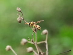 Antepipona