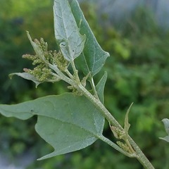Atriplex micrantha