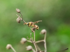 Antepipona