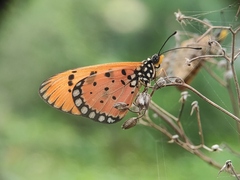 Acraea terpsicore