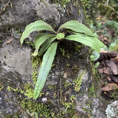 Polypodiaceae