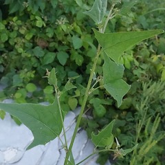 Atriplex micrantha
