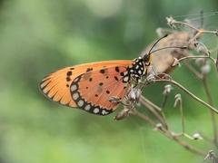 Acraea terpsicore