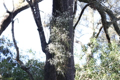 Dendrobium teretifolium