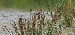 Juncus maritimus