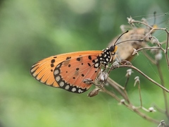Acraea terpsicore