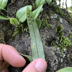 Polypodiaceae