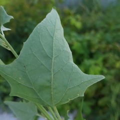 Atriplex micrantha