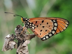 Acraea terpsicore