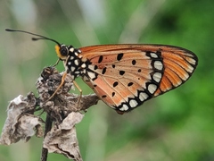 Acraea terpsicore