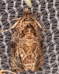 Olethreutes furfuranum