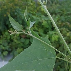 Atriplex micrantha