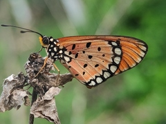 Acraea terpsicore