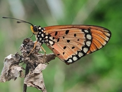 Acraea terpsicore