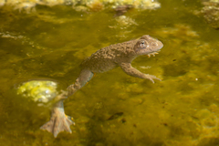 Bombina variegata variegata