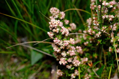 Cryptandra tomentosa