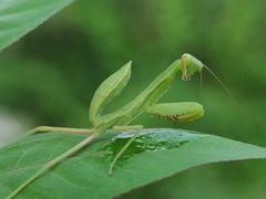 Hierodula tenuidentata