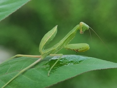 Hierodula tenuidentata