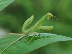 Hierodula tenuidentata