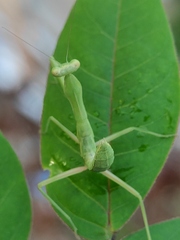 Hierodula tenuidentata
