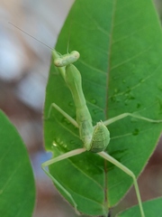 Hierodula tenuidentata