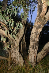 Eucalyptus obliqua