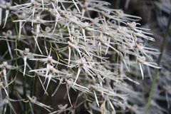 Dendrobium teretifolium