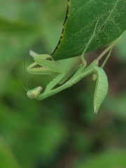 Hierodula tenuidentata
