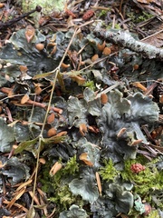 Peltigera membranacea