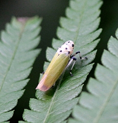Bothrogonia ferruginea