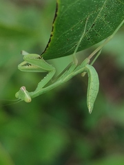 Hierodula tenuidentata