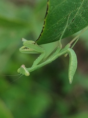 Hierodula tenuidentata