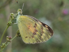 Colotis amata