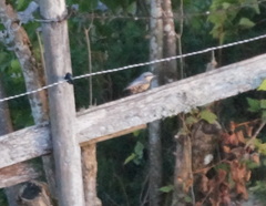 Sitta europaea